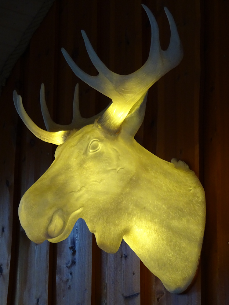 An enlightened moose … ein erleuchteter Elch 😉