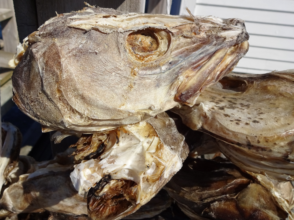 Echte Fischköpfe …